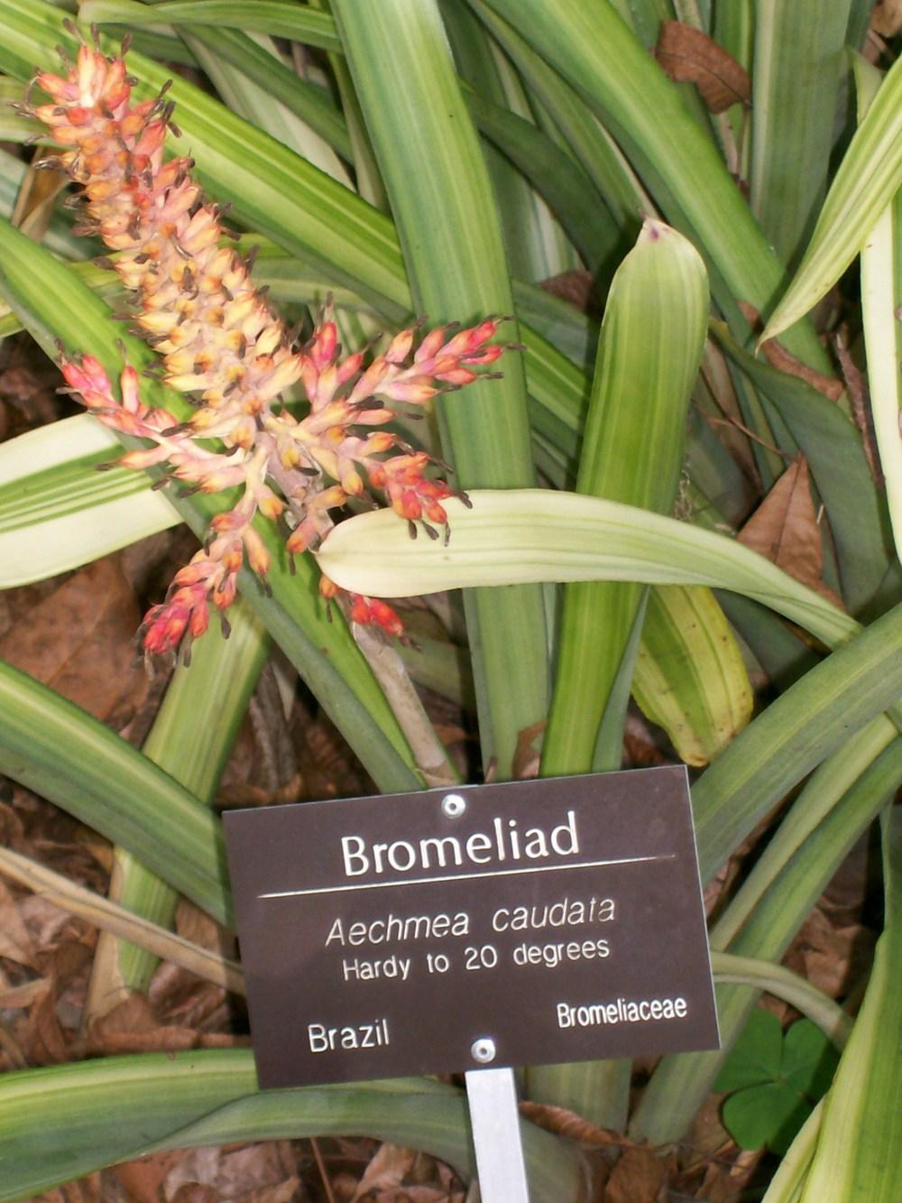 Photo of Bromeliad (Aechmea caudata) uploaded by mellielong