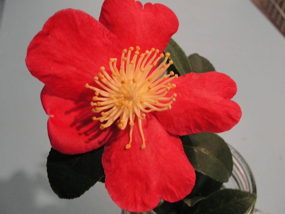 Photo of Camellia (Camellia sasanqua 'Yuletide') uploaded by mellielong
