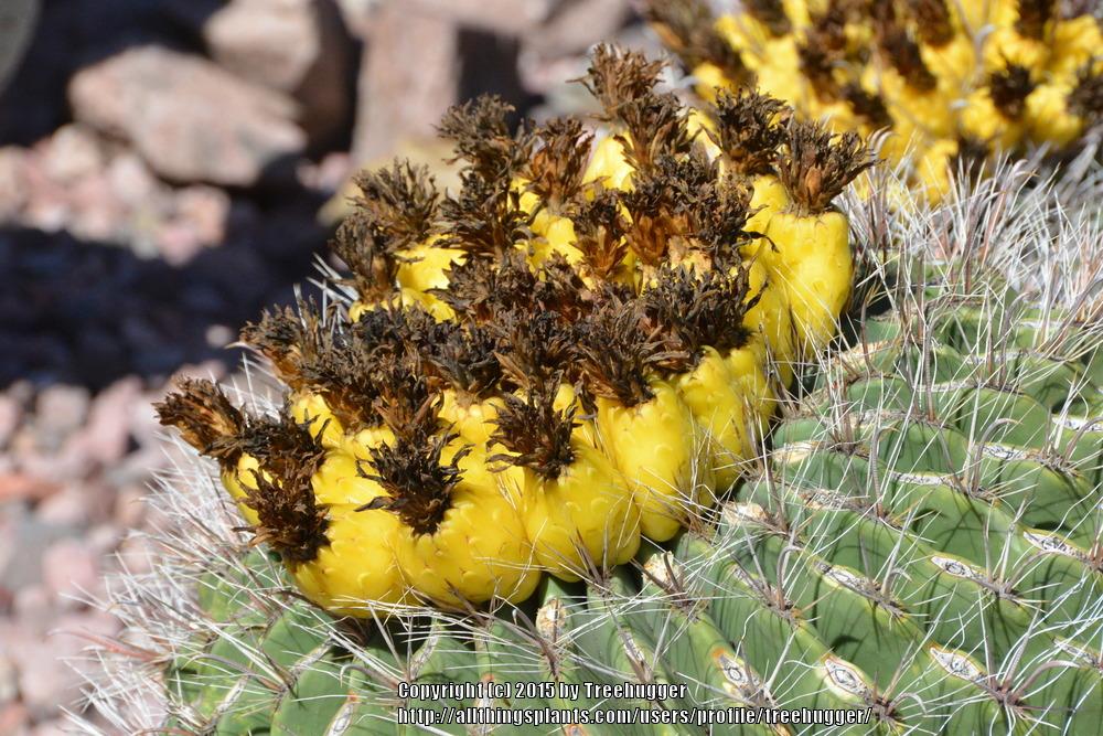 Photo of Barrel Cactus (Ferocactus) uploaded by treehugger