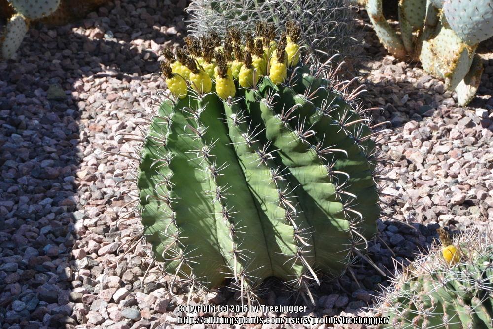 Photo of Barrel Cactus (Ferocactus) uploaded by treehugger