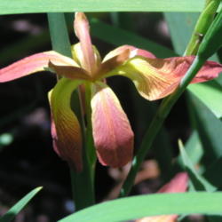 Location: Benny's garden Slidell La.
Date: 2014-04-10
small species I. fulva nice pattern