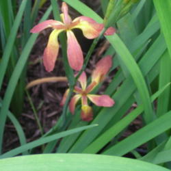Location: Benny's garden Slidell La.
Date: 2014-04-10
Attractive species I. fulva
