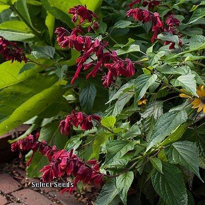 Photo of Red Salvia (Salvia splendens 'Van Houttei') uploaded by Joy