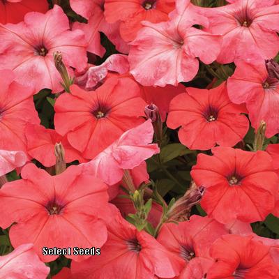 Photo of Petunia 'African Sunset' uploaded by Joy