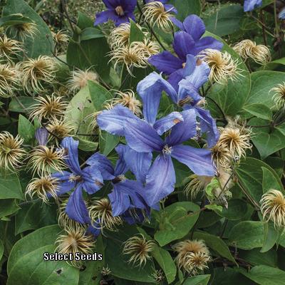 Photo of Clematis (Clematis durandii) uploaded by Joy