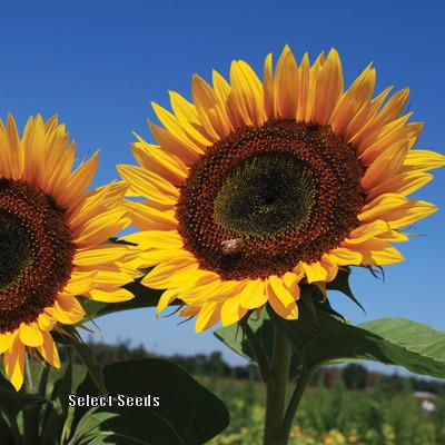 Photo of Sunflower (Helianthus annuus 'Taiyo') uploaded by Joy