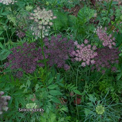 Photo of Queen Anne's Lace (Daucus carota 'Dara') uploaded by Joy