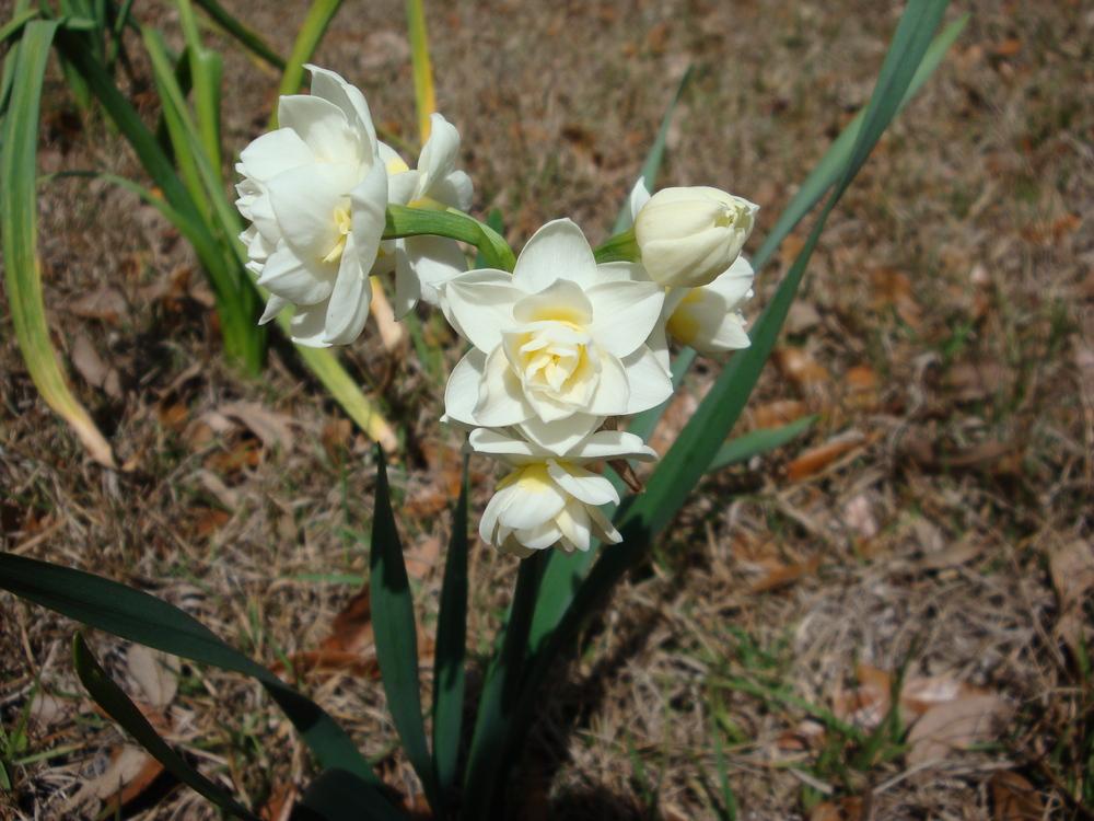 Photo of Double Daffodil (Narcissus 'Erlicheer') uploaded by flaflwrgrl