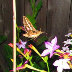 Location: central Illinois
Date: 9-29-14
Very attractive to the sphinx moths that arrive as the sun goes d