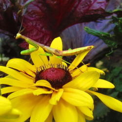 Location: central Illinois
Date: 8-18-11
Mantis loose in world of flowers...