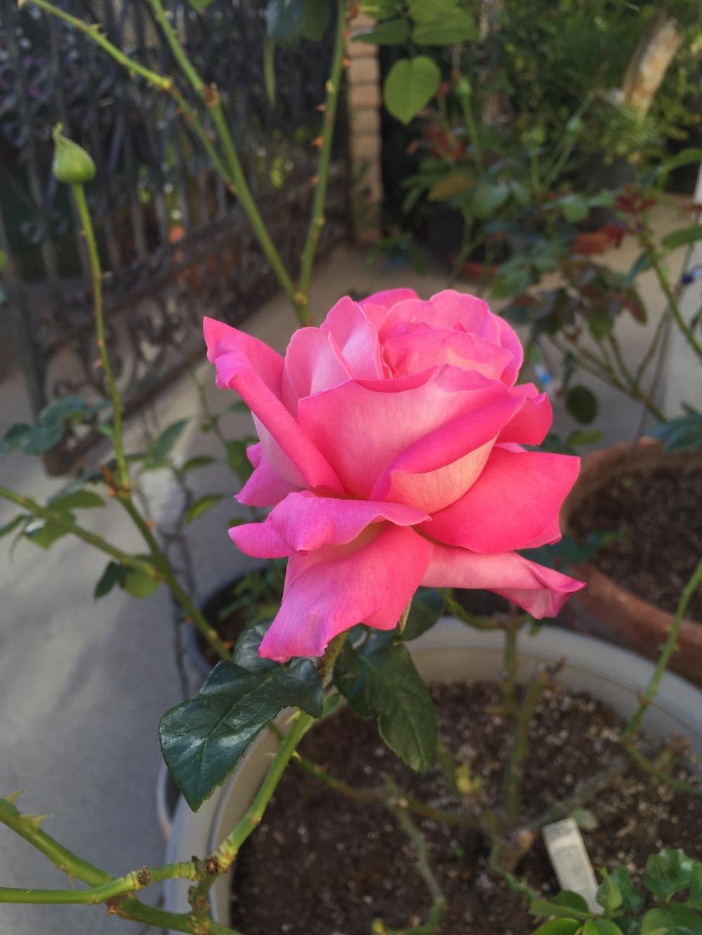 Photo of Rose (Rosa 'Beverly') uploaded by mattmackay22