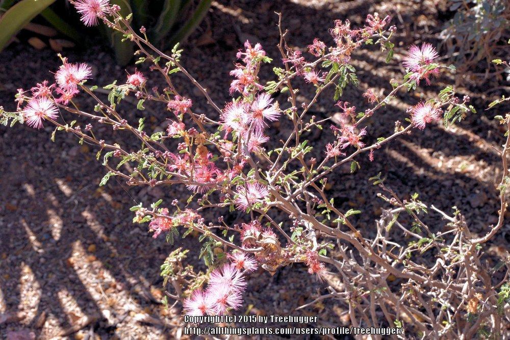 Photo of Pink Fairy Duster (Calliandra eriophylla) uploaded by treehugger