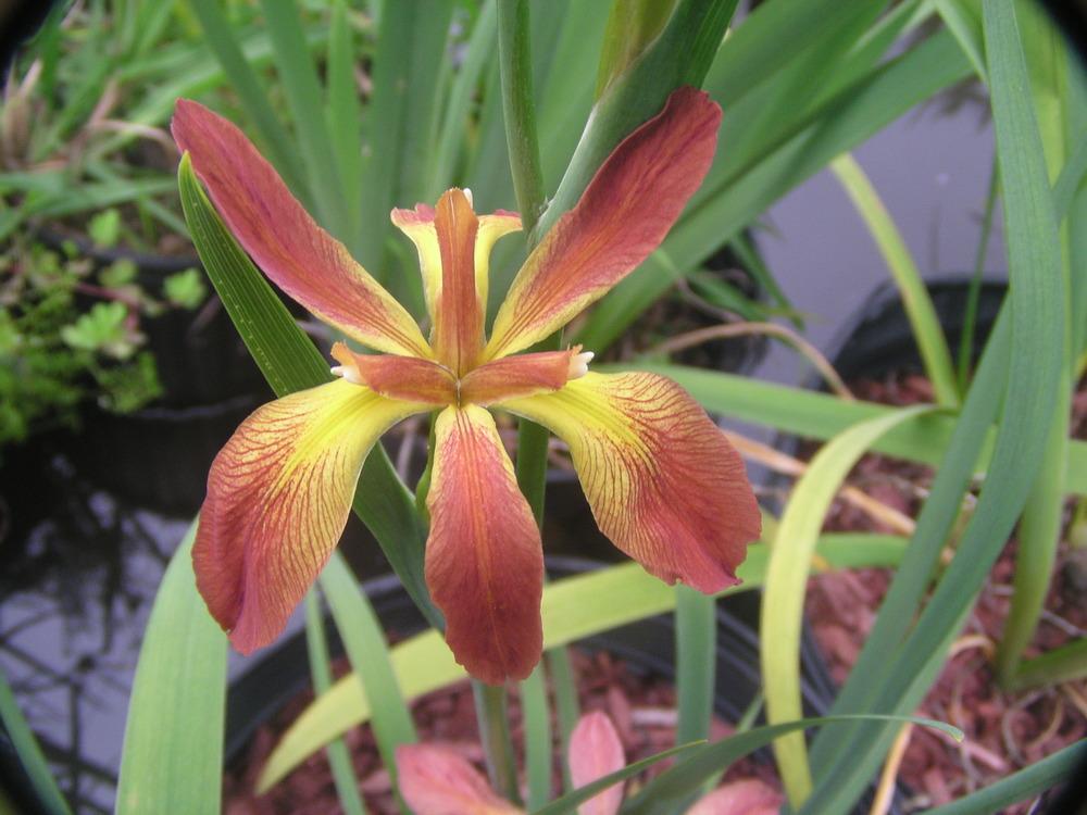Photo of Louisiana Iris (Iris 'Ouachita Half-Moon') uploaded by Benny
