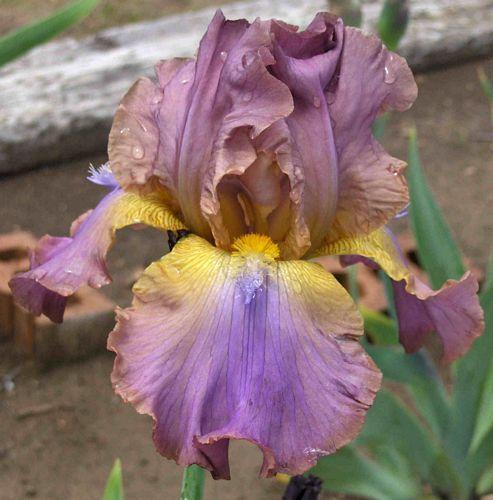 Photo of Tall Bearded Iris (Iris 'Durham Dream') uploaded by Calif_Sue
