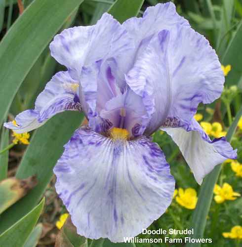 Photo of Tall Bearded Iris (Iris 'Doodle Strudel') uploaded by Calif_Sue