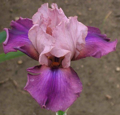 Photo of Tall Bearded Iris (Iris 'Enchanting') uploaded by Calif_Sue