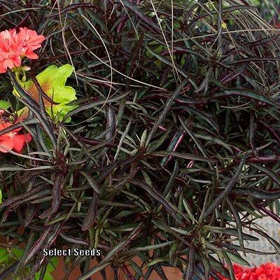 Photo of Calico Plant (Alternanthera ficoidea 'Burgundy Threads') uploaded by Joy