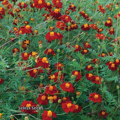 Photo of Aztec Marigold (Tagetes erecta 'Cinnabar') uploaded by Joy