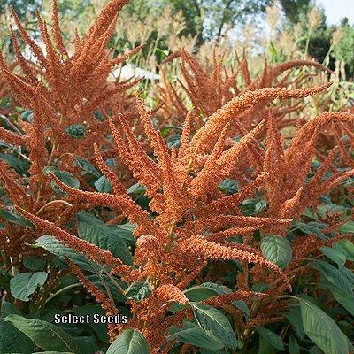 Photo of Amaranth (Amaranthus hypochondriacus 'Chinese Giant Orange') uploaded by Joy