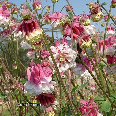 Photo of Columbine (Aquilegia vulgaris 'Pink Petticoat') uploaded by Joy