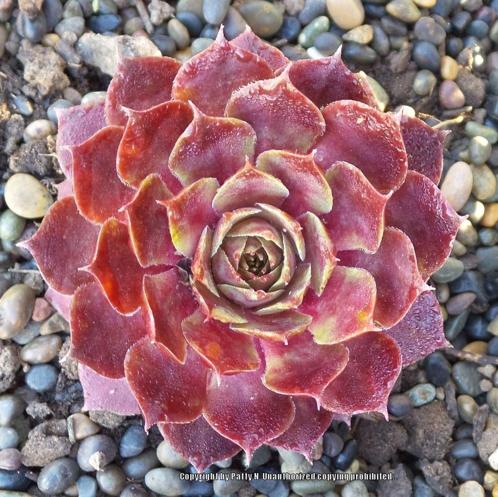 Photo of Hen and Chicks (Sempervivum 'Fuego') uploaded by Patty