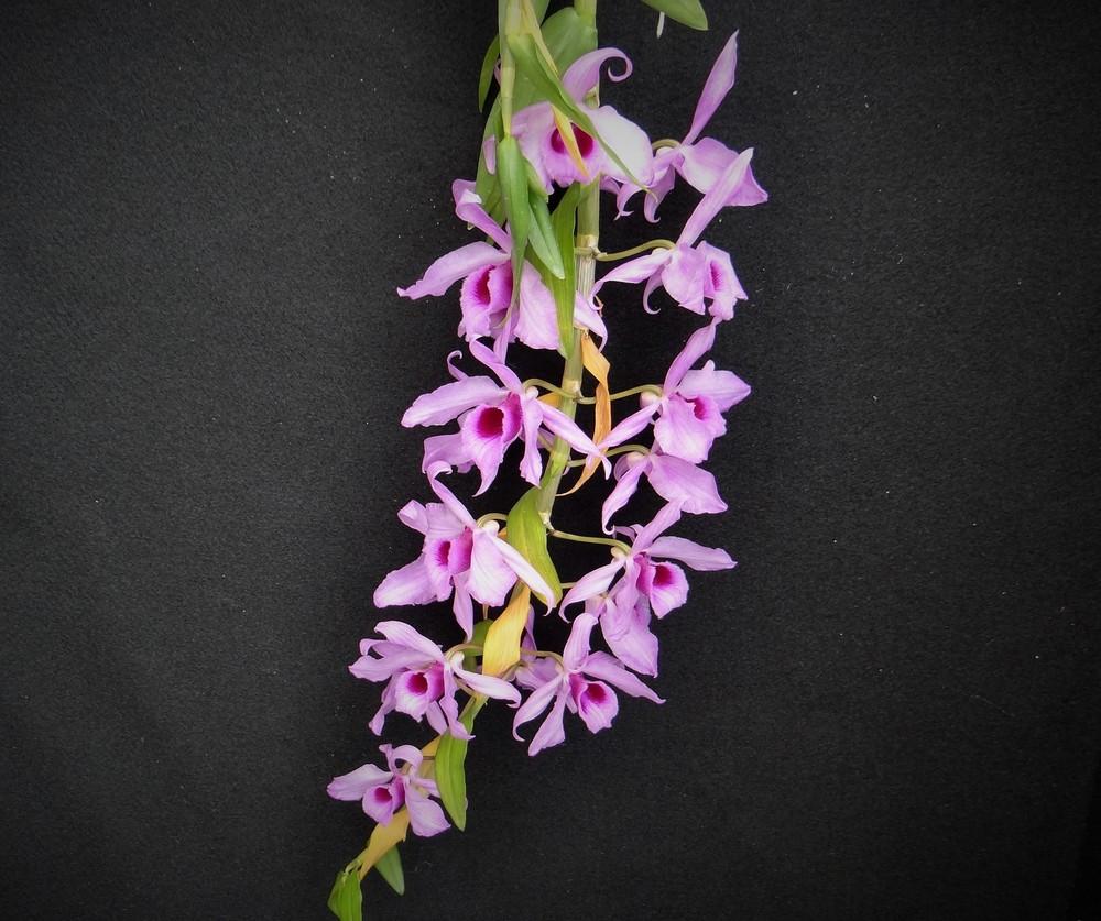 Photo of Orchid (Dendrobium anosmum) uploaded by hawkarica