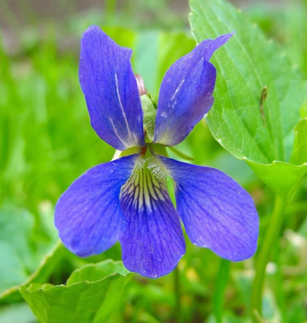Photo of Common Blue Violet (Viola sororia) uploaded by keithp2012