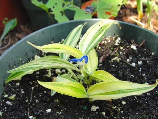 Photo of Asiatic Dayflower (Commelina communis) uploaded by keithp2012