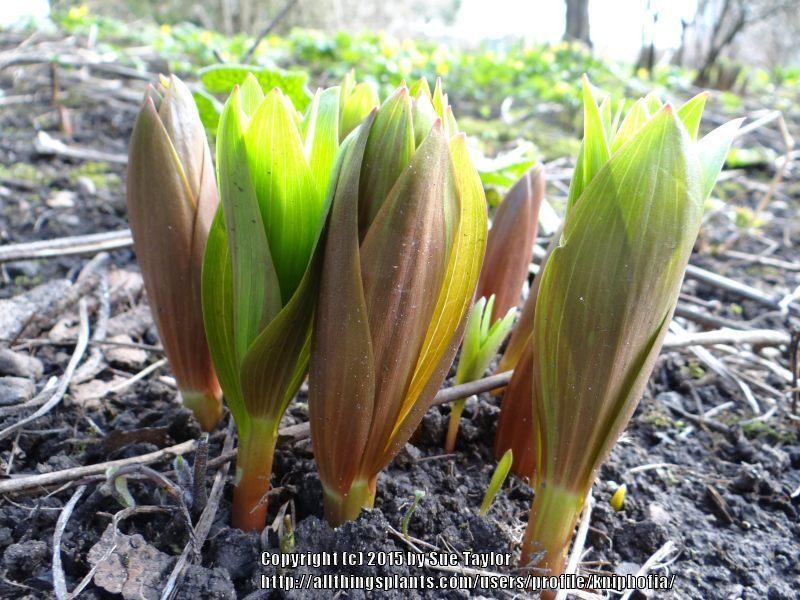 Photo of Crown Imperial Fritillaria (Fritillaria imperialis) uploaded by kniphofia