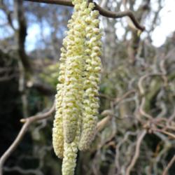 Location: Wallington Hall, Northumberland, UK
Date: 2015-03-10
The male catkins with the small red female flower.