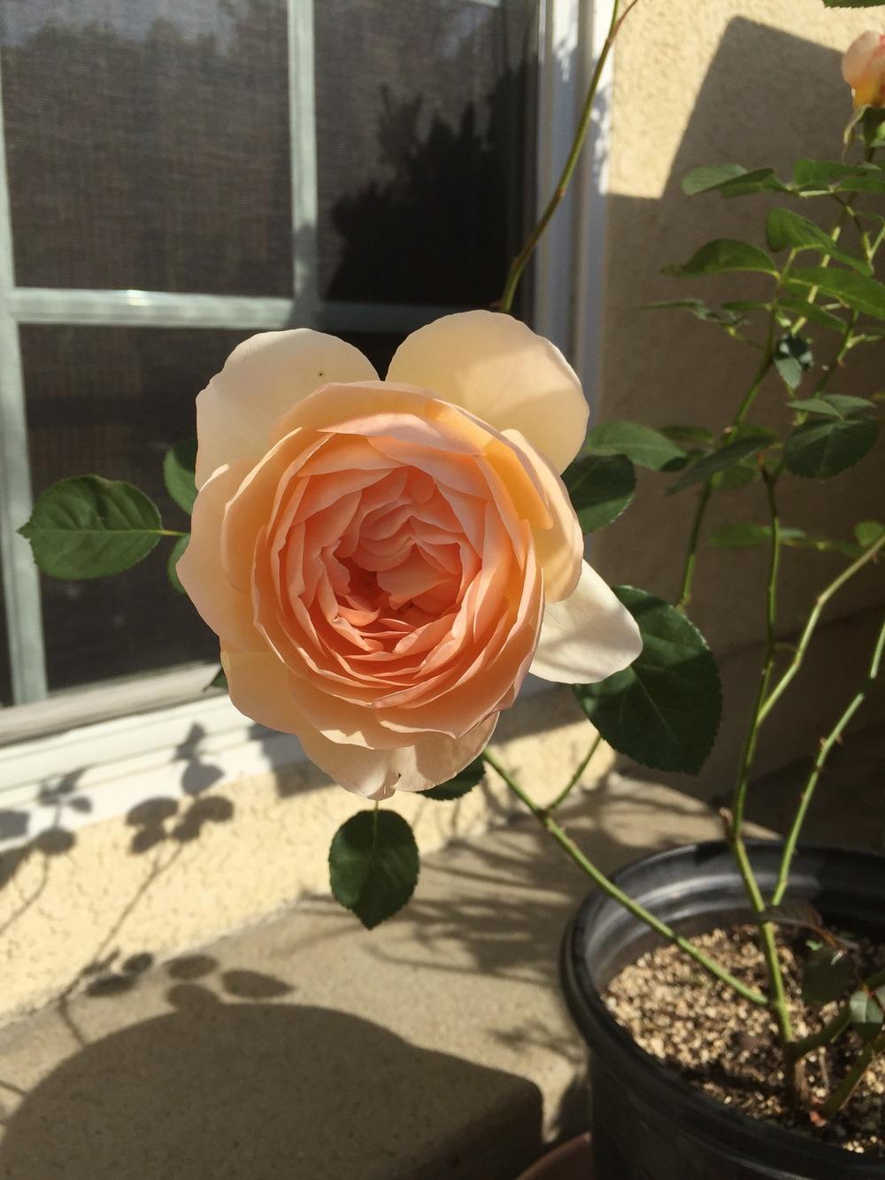 Photo of Rose (Rosa 'Jude the Obscure') uploaded by mattmackay22