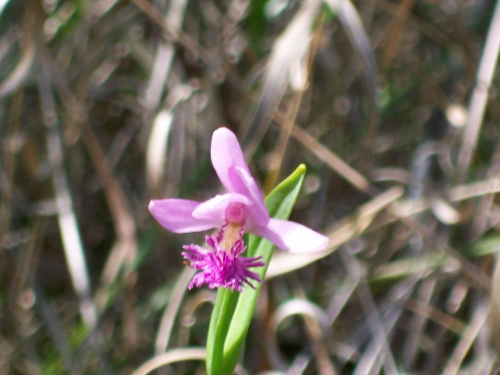 Photo of Rose Pogonia (Pogonia ophioglossoides) uploaded by mellielong