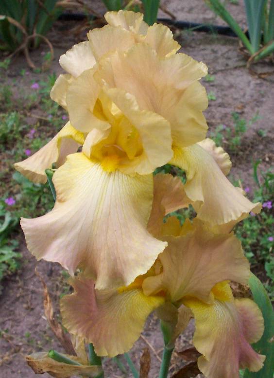 Photo of Tall Bearded Iris (Iris 'Angie Quadros') uploaded by Calif_Sue