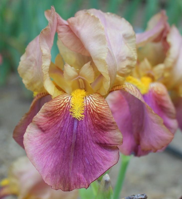 Photo of Tall Bearded Iris (Iris 'Autumn Sunset') uploaded by Calif_Sue