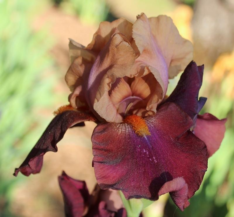 Photo of Tall Bearded Iris (Iris 'Barcelona') uploaded by Calif_Sue