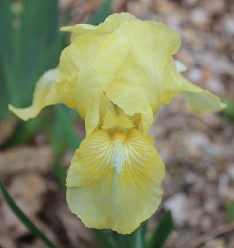 Photo of Standard Dwarf Bearded Iris (Iris 'Baby Blessed') uploaded by Calif_Sue