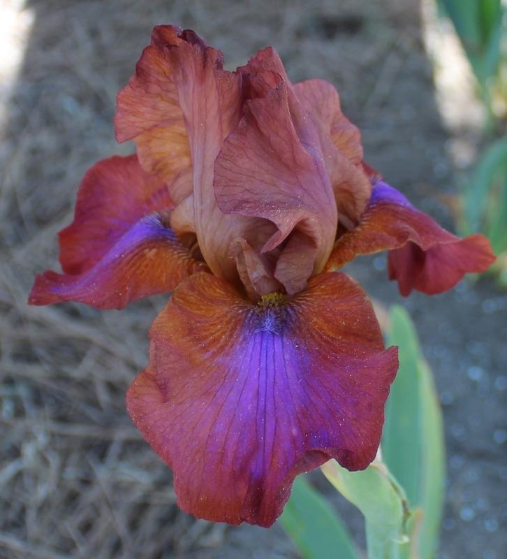 Photo of Tall Bearded Iris (Iris 'Barbary Coast') uploaded by Calif_Sue