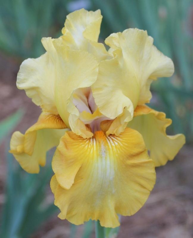 Photo of Tall Bearded Iris (Iris 'Amber Beauty') uploaded by Calif_Sue