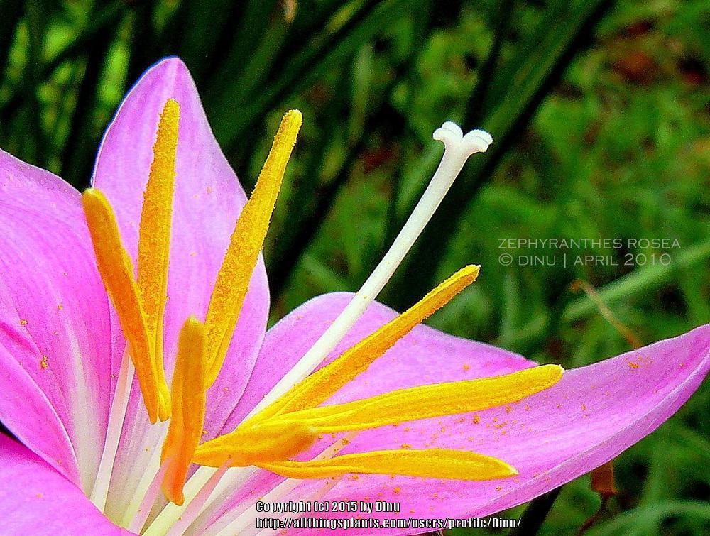 Photo of Zephyr Lily (Zephyranthes rosea) uploaded by Dinu