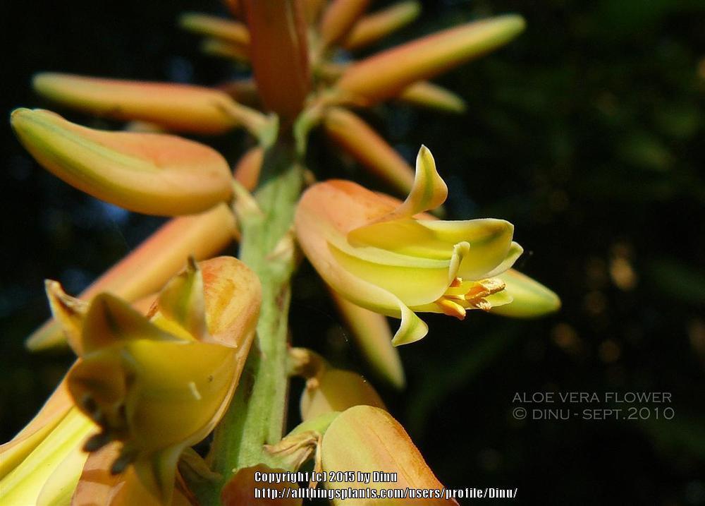 Photo of Aloes (Aloe) uploaded by Dinu