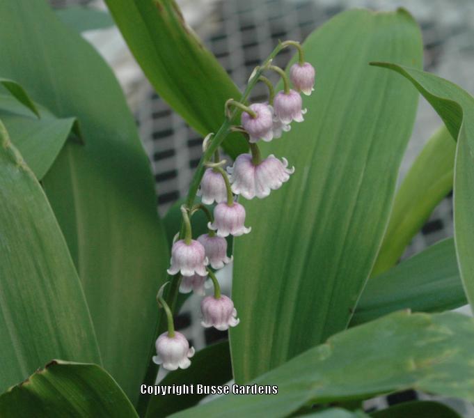 Photo of Pink Lily of the Valley (Convallaria majalis 'Rosea') uploaded by Joy