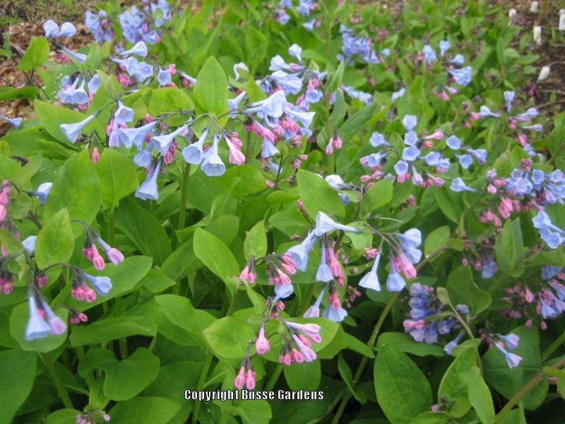 Photo of Virginia Bluebells (Mertensia virginica) uploaded by Joy