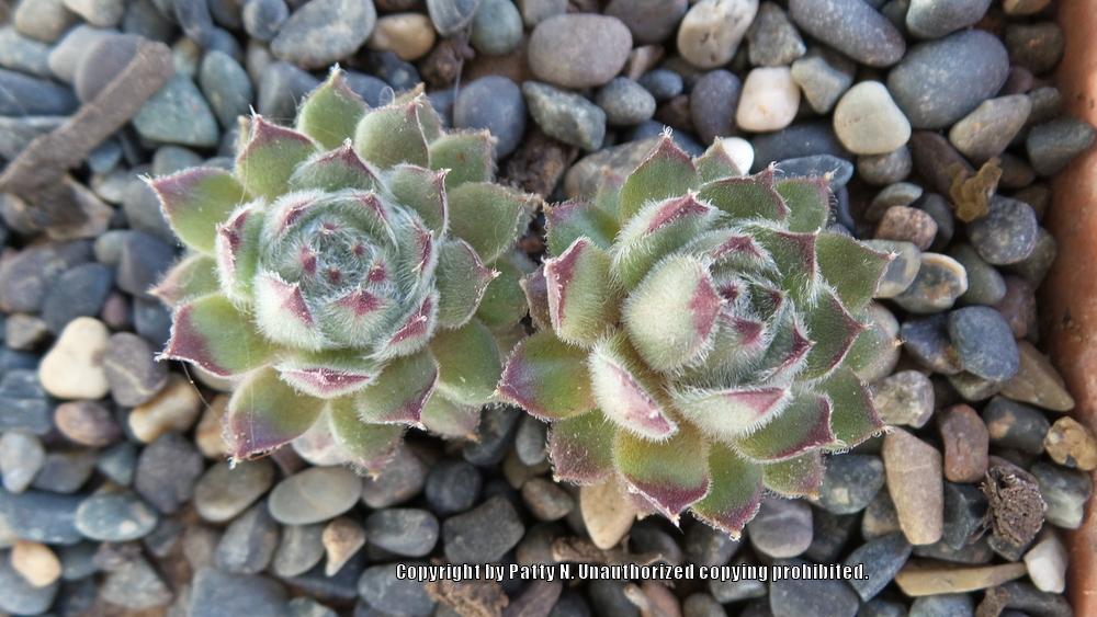 Photo of Hen and Chicks (Sempervivum 'Purdy's 90-1') uploaded by Patty