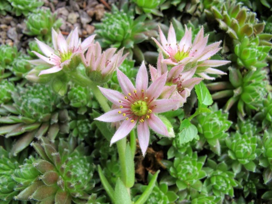 Photo of Hen and Chicks (Sempervivum 'Anne Marie') uploaded by goldfinch4