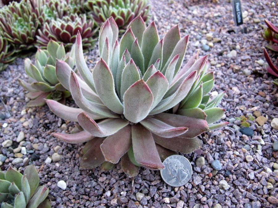 Photo of Hen and Chicks (Sempervivum 'Neptune') uploaded by goldfinch4