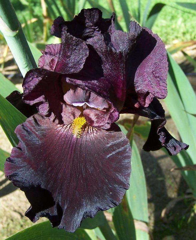 Photo of Tall Bearded Iris (Iris 'Black as Night') uploaded by Calif_Sue