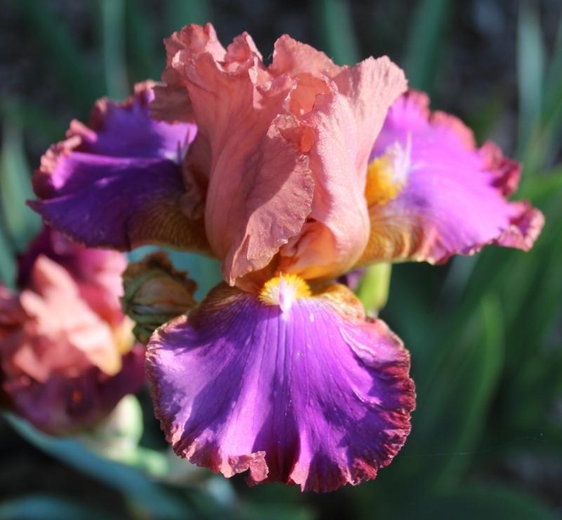 Photo of Tall Bearded Iris (Iris 'Battle Star') uploaded by Calif_Sue