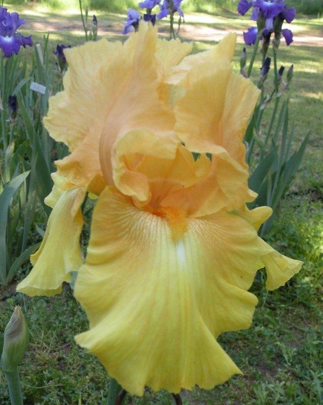 Photo of Tall Bearded Iris (Iris 'Black Hills Gold') uploaded by Calif_Sue
