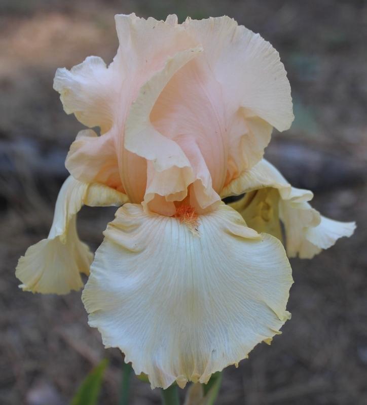 Photo of Tall Bearded Iris (Iris 'Beauty Crown') uploaded by Calif_Sue