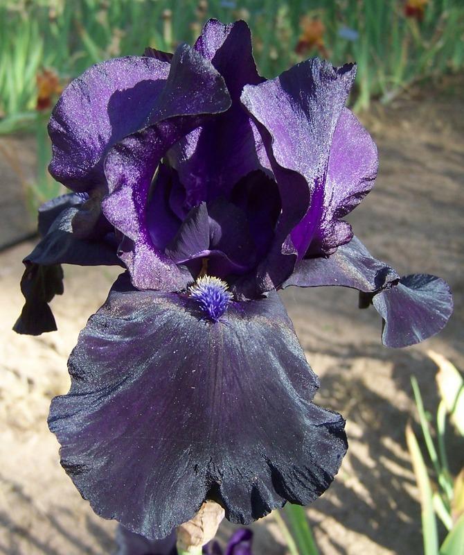Photo of Tall Bearded Iris (Iris 'Black Dragon') uploaded by Calif_Sue
